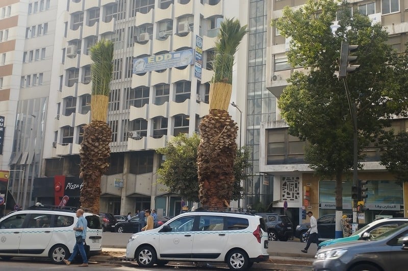 Experts urge Morocco to rethink urban tree policy amid soaring summer heat