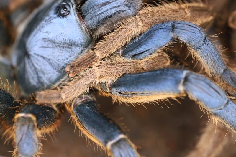 Korean man arrested with 320 tarantulas and 110 centipedes strapped to his body at Peru Airport