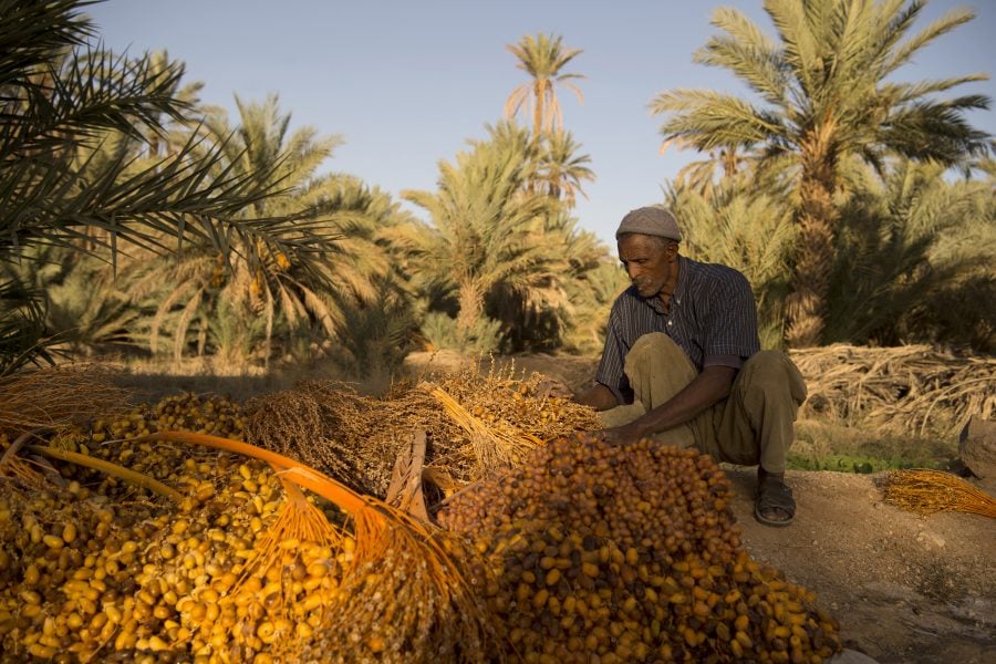 Morocco's oases: a unique heritage promoted by local communities