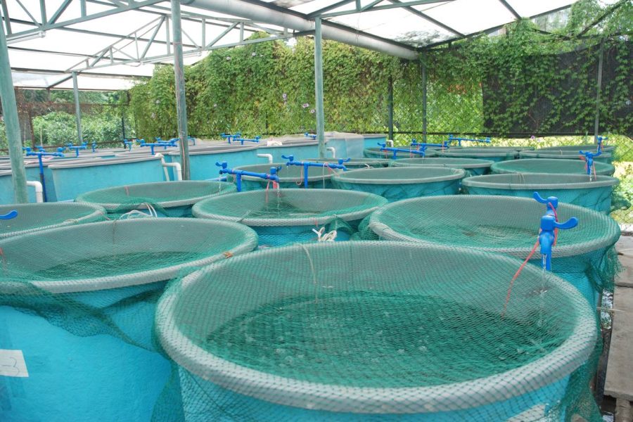 Morocco, Model for African Countries in Sustainable Aquaculture Field -Italian Magazine