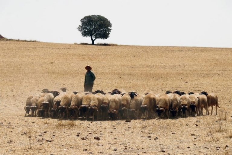Forum – Morocco Farmers Community – Agric4Profits