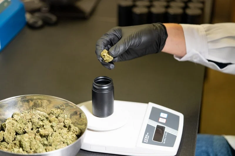 Dutch company eyes import of Moroccan cannabis amid supply shortage