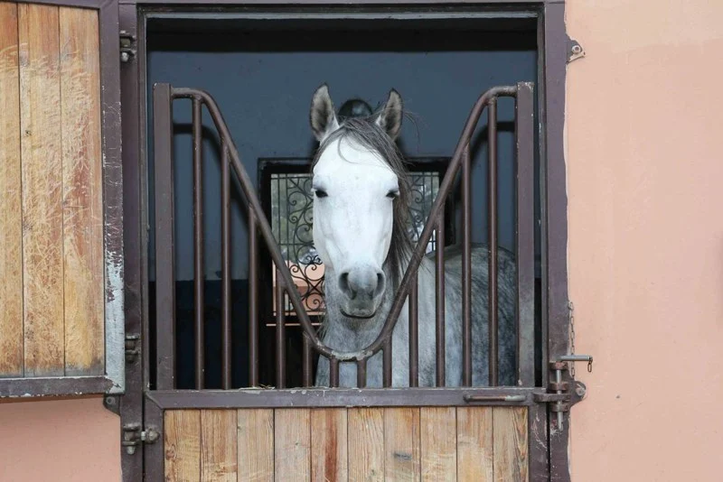 Moroccan drug lords turn to horse trade to launder money