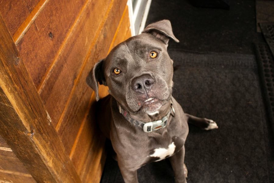 Dog accidentally shoots his owner while laying in bed