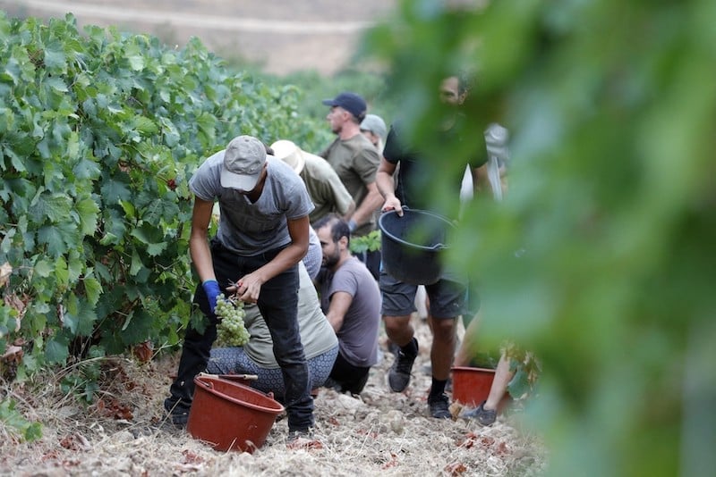 Report: Morocco emerges as new driver of fruit and vegetable trade in the Mediterranean