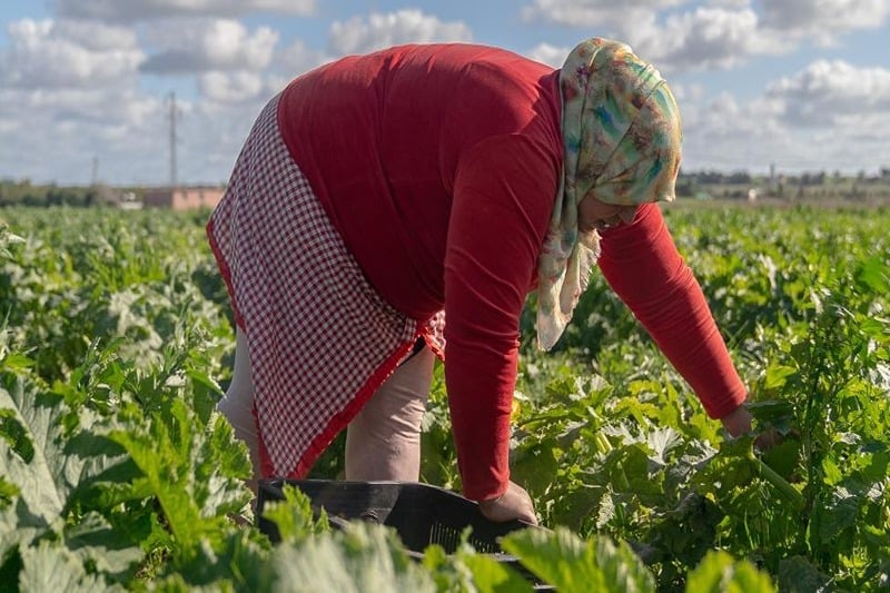 Women struggle for land ownership in Morocco with just 6.9 percent holding rights