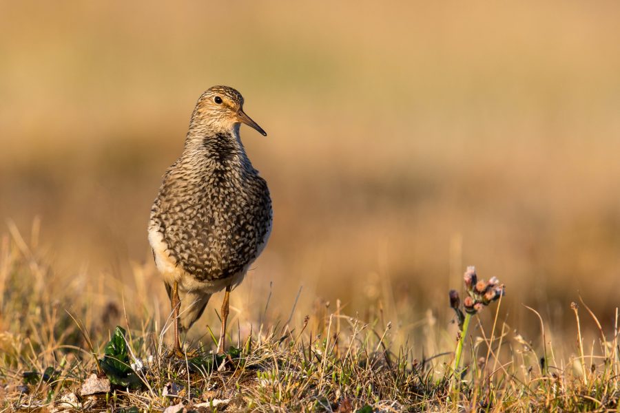 Rare bird sightings rise across Morocco with spring’s arrival 