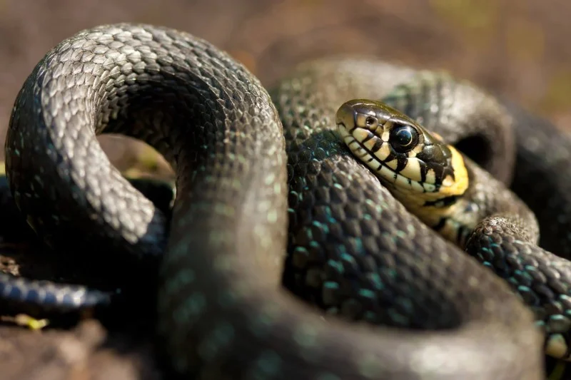 Snakebite death of child sparks public outcry over health access in Taroudant