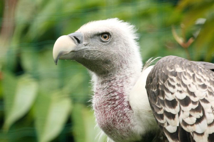 Death of an endangered vulture revives environmental cooperation between Morocco and Gibraltar