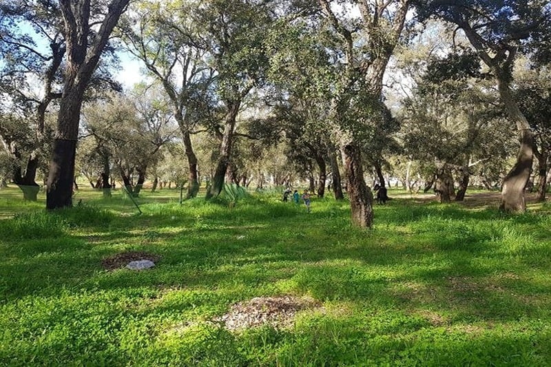 Nador launches major reforestation plan targeting 7,700 hectares by 2030