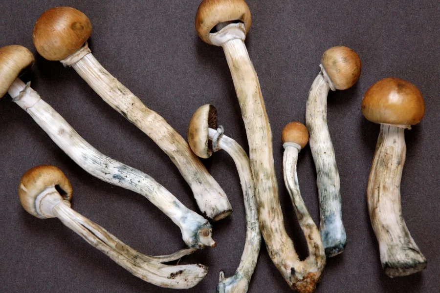 New Zealand approves medical use of magic mushrooms to treat depression