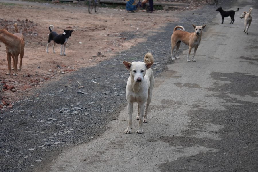 Man killed in stray dog attack near Morocco’s Ait Ben Haddou