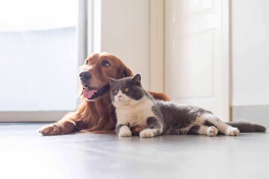 Sanlam Morocco launches nation’s first pet health insurance