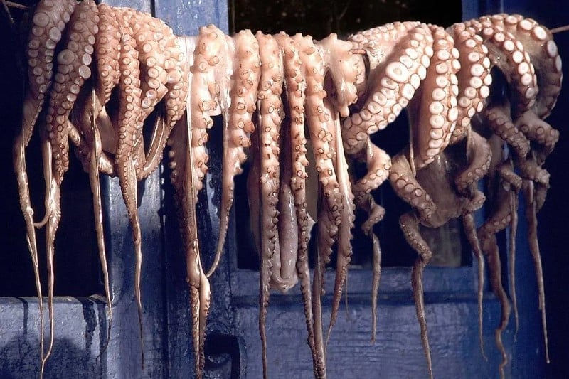 Morocco reopens octopus fishing season following biological recovery and improved stock levels