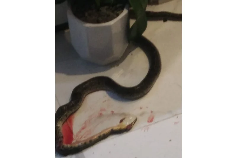 Harhoura residents in panic after large snake enters home