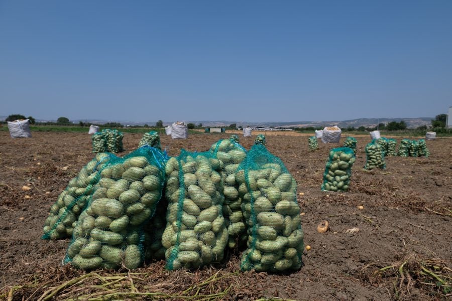 Morocco growth set to slow to 2.9% in 2027 as bumper harvest fades