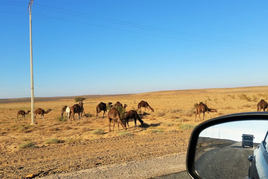 Moroccan groups propose 'fluorescent markings' on camels to reduce nighttime road accidents