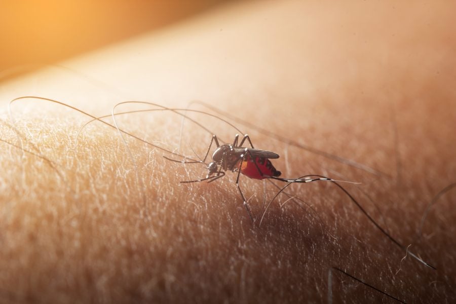 Indigenous Cases of 'West Nile' Virus Detected in France's Paris Region