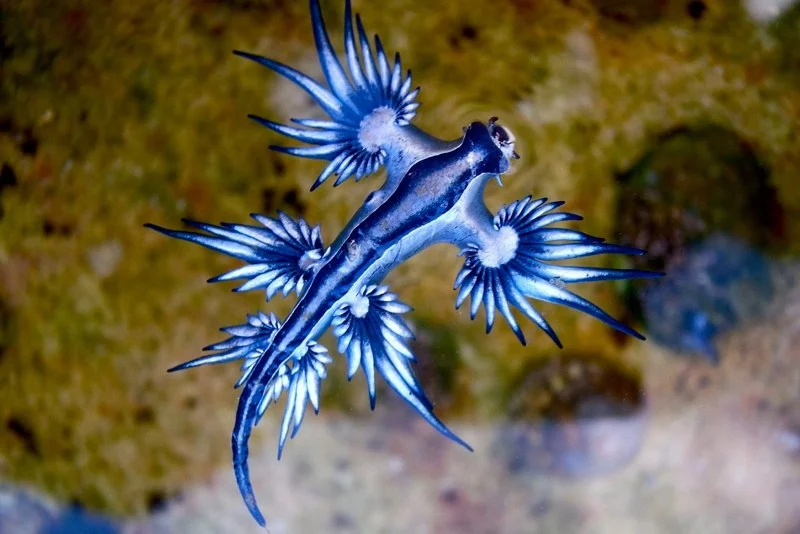 Venomous ‘blue dragons’ force beach closures in Spain
