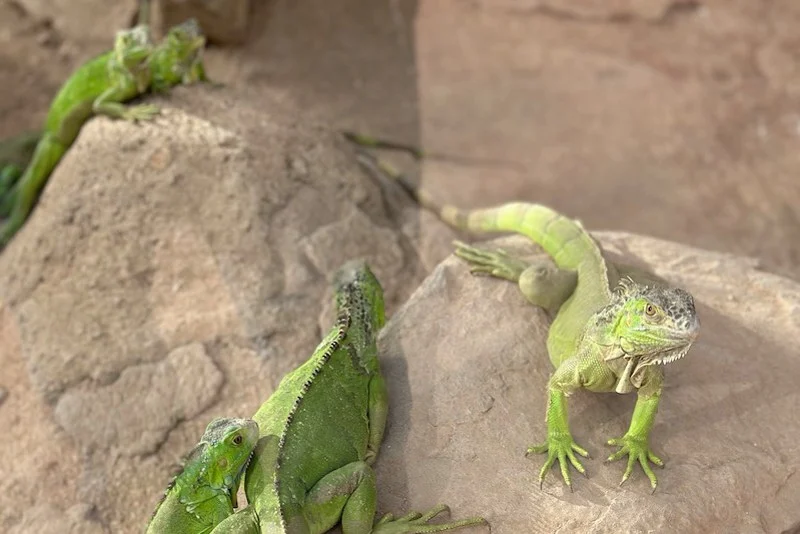 Researchers warn of foreign ‘content tourism’ targeting Morocco’s endangered reptiles