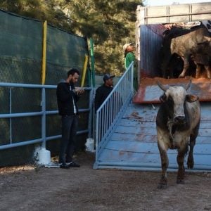 Brazil supplies more than 90% of Morocco’s imported cattle for slaughter in 2026