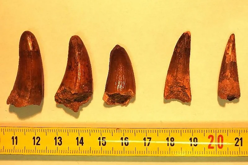 Middle Atlas: Africa’s oldest Turiasauria teeth unearthed