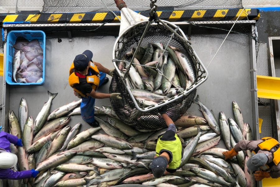 Why Morocco is pouring billions into the fishing industry