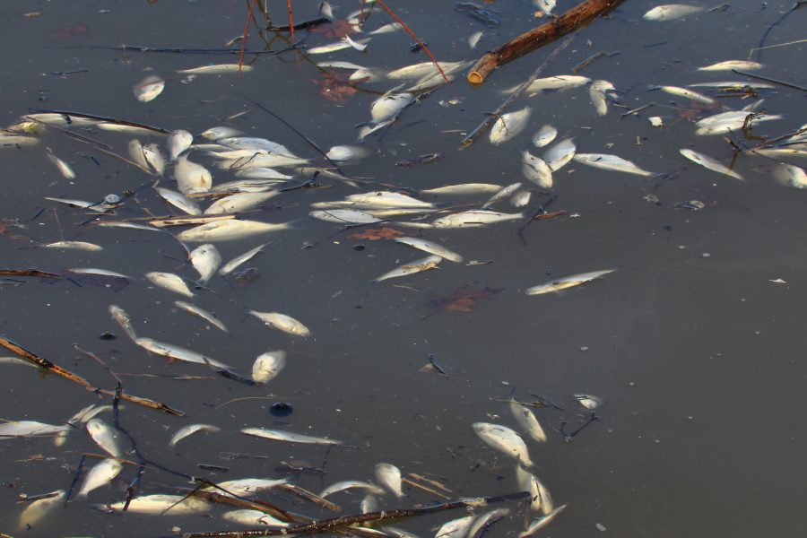 Toxic elements found in popular fish from Betoya Bay raise concerns for children’s health