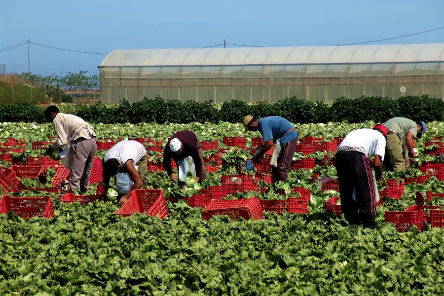 Most young migrants in Spain who arrived as minors now working, majority are Moroccan