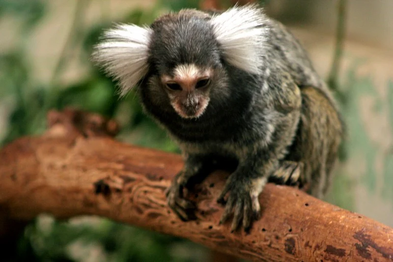 Twelve monkeys stolen from French research center in Strasbourg