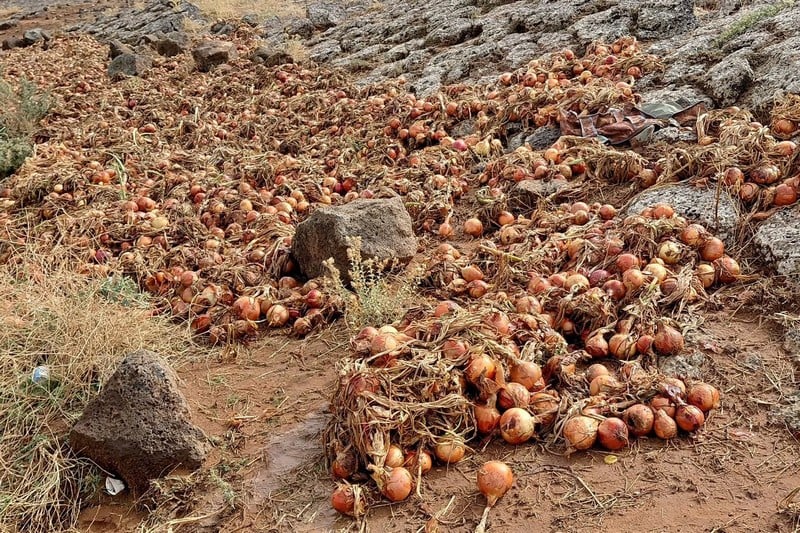 Thunderstorm wipes out onion crops in Morocco’s Boulemane province