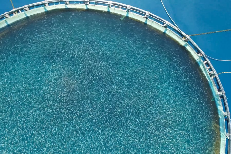 Work Bank report says Morocco can position itself as a regional leader in aquaculture