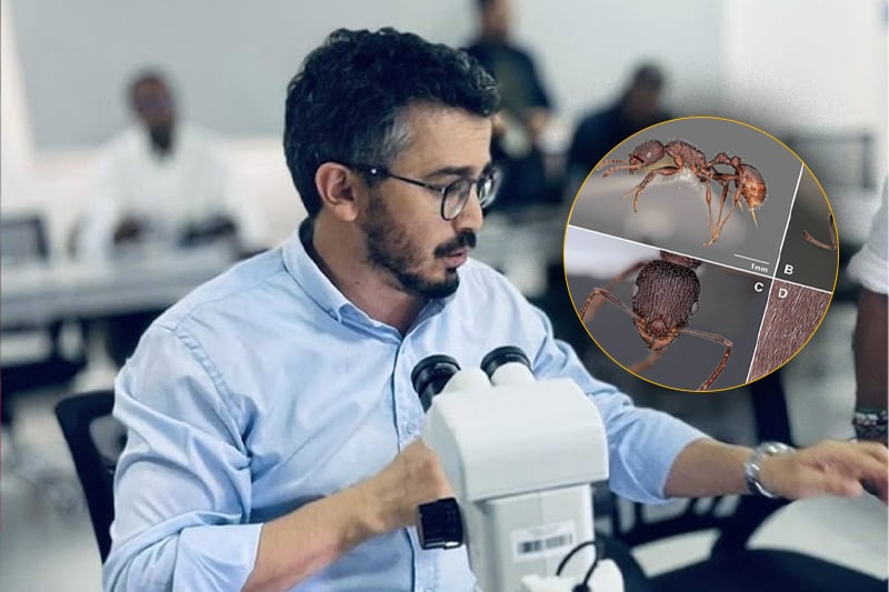 Moroccan researcher discovers new ant species in Souss-Massa region