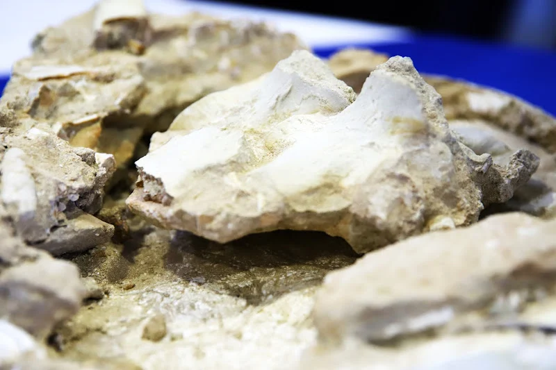 Fossil shark teeth in Khouribga point to new species from age of dinosaur extinction