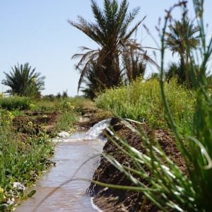 Morocco, US explore stronger cooperation in agricultural research, innovation