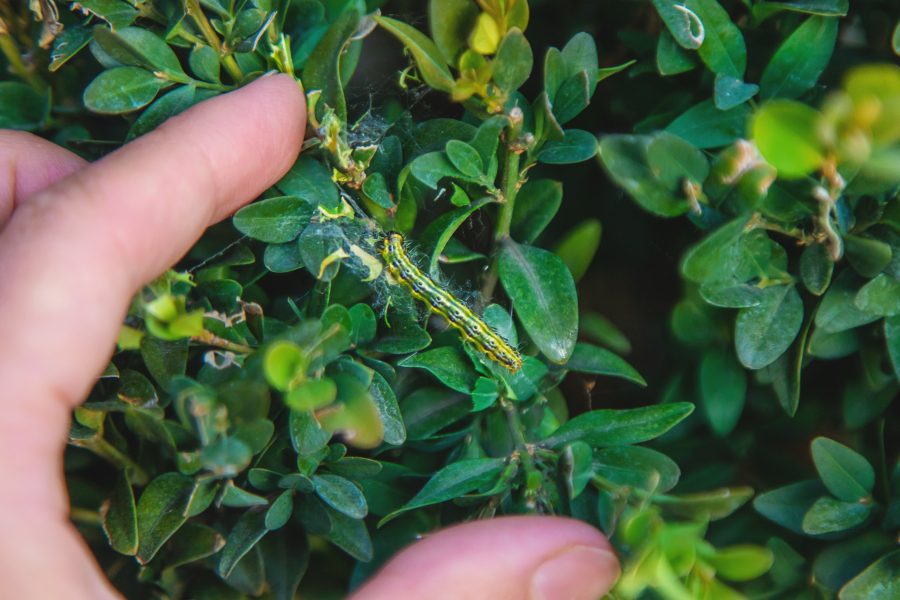 Invasive alien species are costing Morocco more than US$2bn a year, a first of its kind study finds