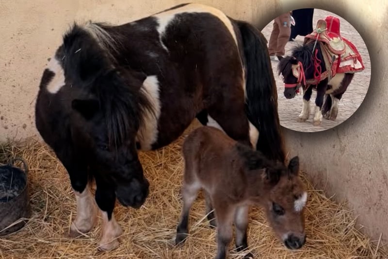 Viral video leads to rescue of pony used for tourist photos in Meknes