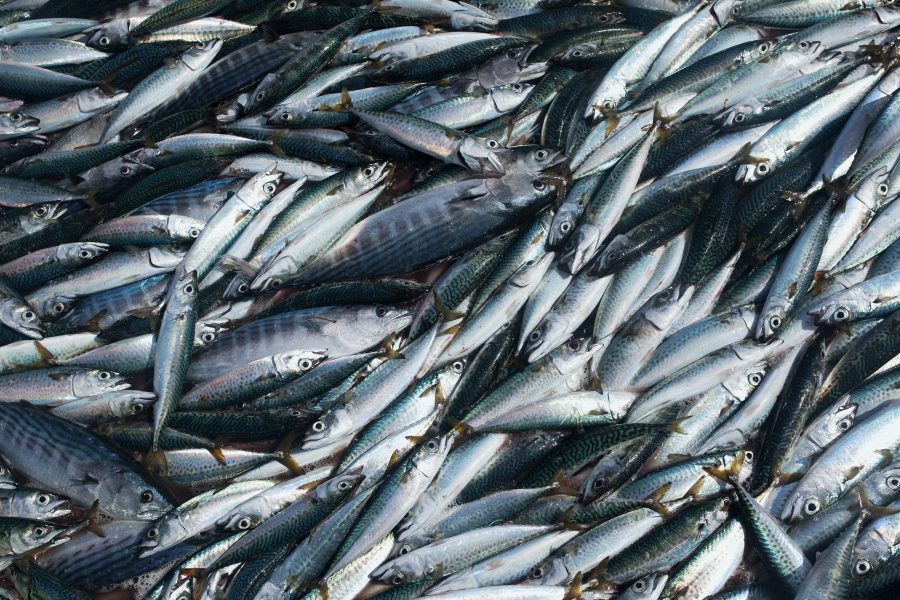 Morocco steps up as Russia mackerel imports rise to 70,000 tonnes and suppliers shift, data show