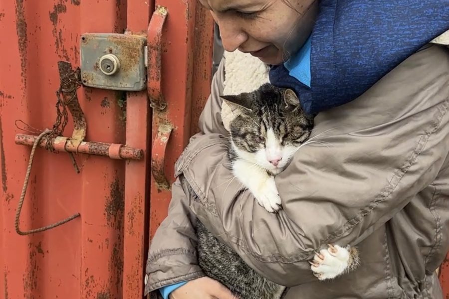 Local associations save dozens of cats trapped in Ksar El Kebir amid rising flood risks