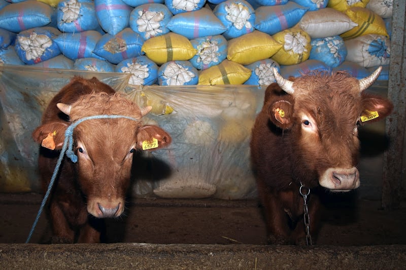 Milling federation denies claims subsidised imported wheat is diverted to animal feed
