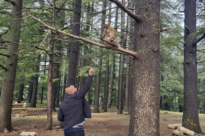 ‘Stop feeding the monkeys’ Azrou officials warn the tourist ritual is turning dangerous