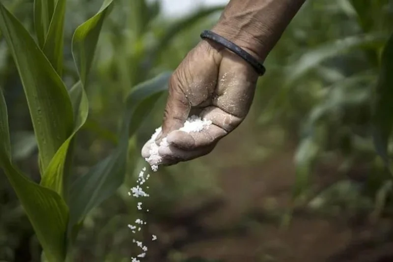 India imports around 2.5 million tonnes of DAP fertilizer from Morocco to mitigate supply risks