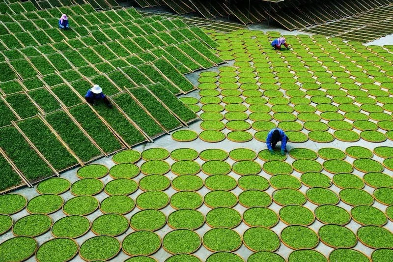 Morocco remains top market for Chinese tea amid export growth
