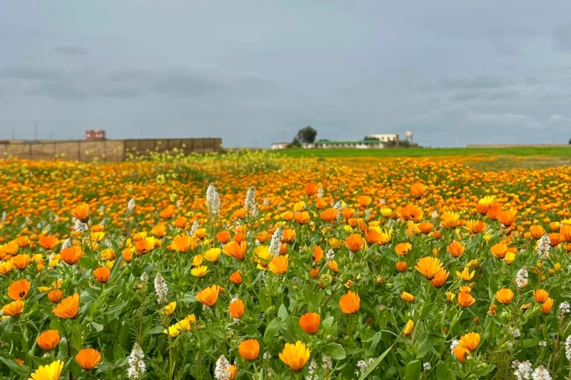 Spring brings allergy risks, respiratory challenges across Morocco