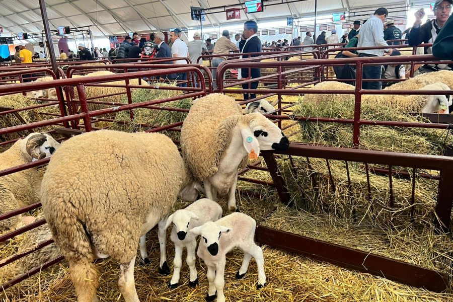Relief and strain: Farmers rebuild herds as costs climb in Morocco