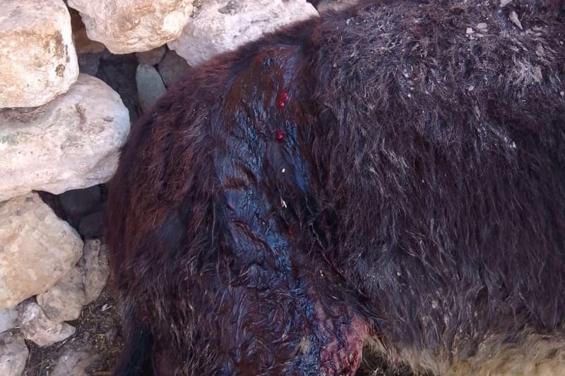 Essaouira court rules on animal abuse case, awards 3,000 dirhams to donkey owner