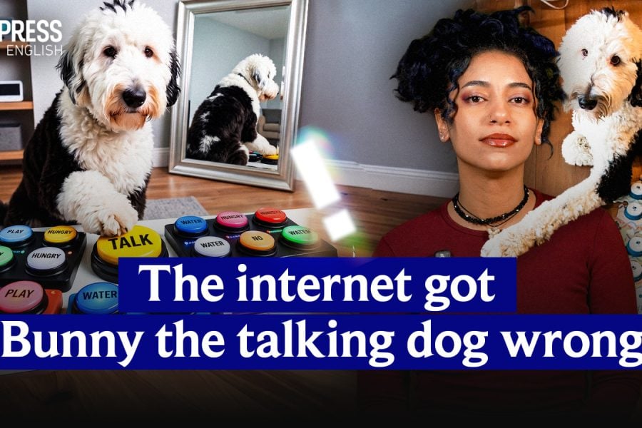 The internet got Bunny the dog wrong