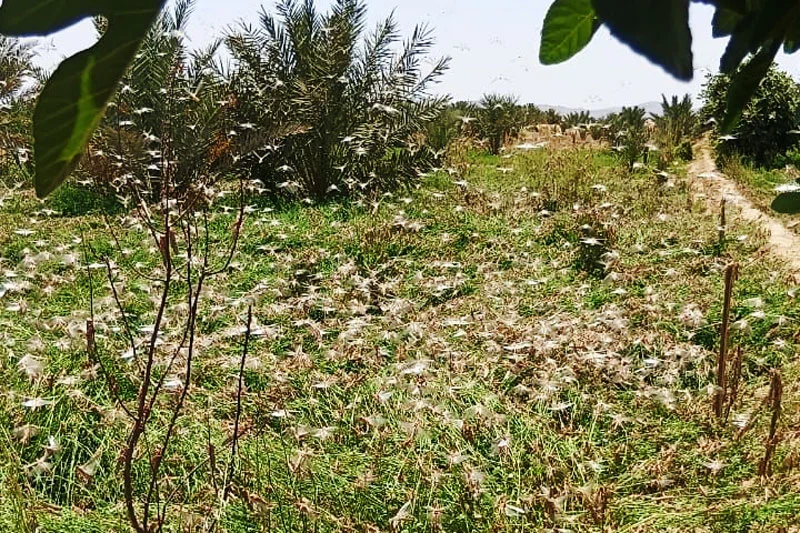 Locust resurgence sparks fears for Oasis agriculture in Morocco’s Drâa-Tafilalet region