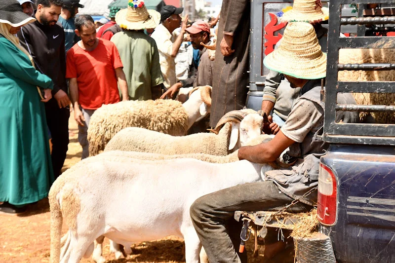 Eid al-Adha sheep crisis revives political clash over Morocco’s livestock support program