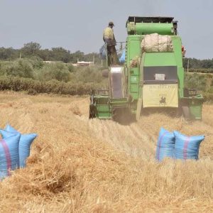 "The bounty has finally returned" after years of drought in Doukkala